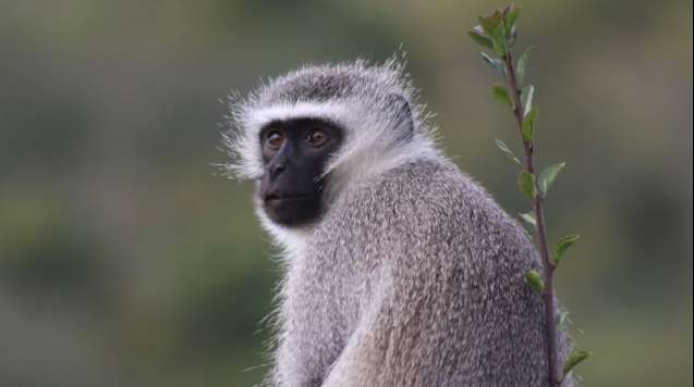 monkey