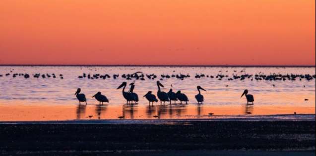 pelican sunset