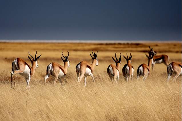Stormclouds in Etosha National Park