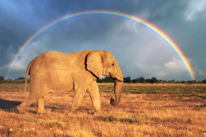 Etosha elephant
