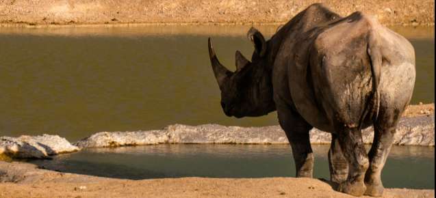 Etosha rhino waterhole
