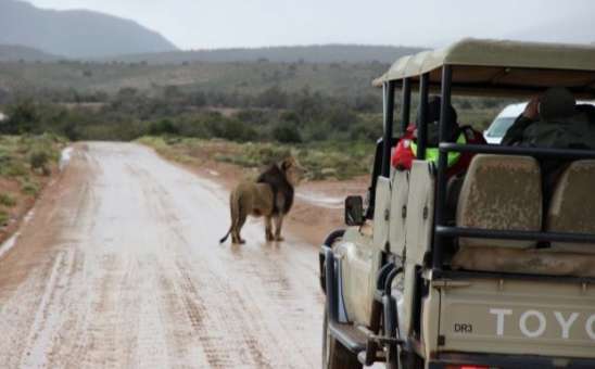 How to Plan an Affordable African Safari: Budget Planning Guide 2026