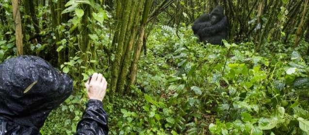 gorilla trekking