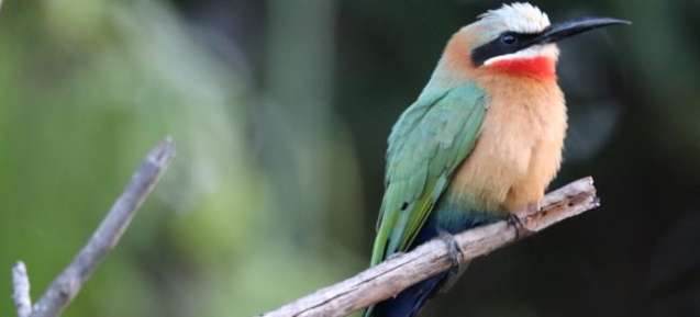 Safari birdlife