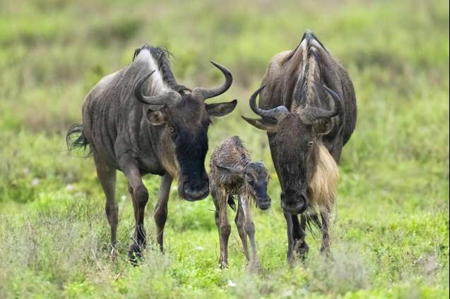 Calving season Ndutu great migration safari