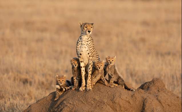 Great migration safari cheetah Serengeti