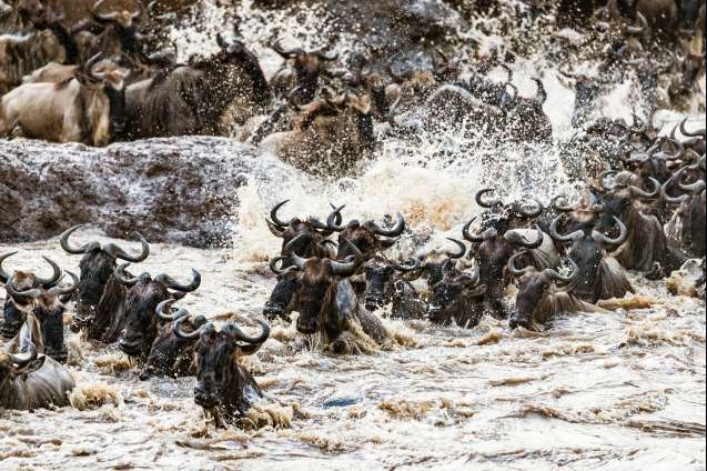Great migration safari Mara River crossing