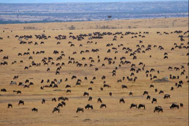 Great migration safari Tanzania