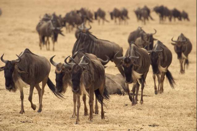 Great wildebeest migration Serengeti