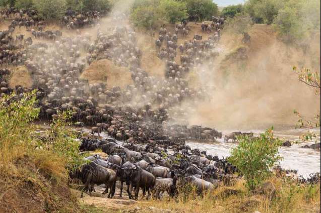 Masai mara wildebeest migration river crossing safari Kenya