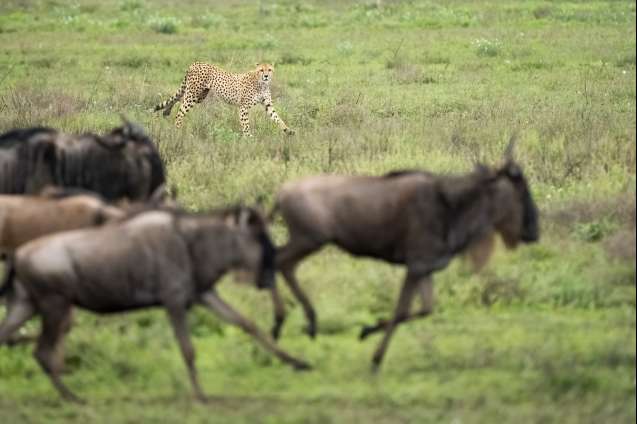 Predator action wildebeest migration safari ndutu plains