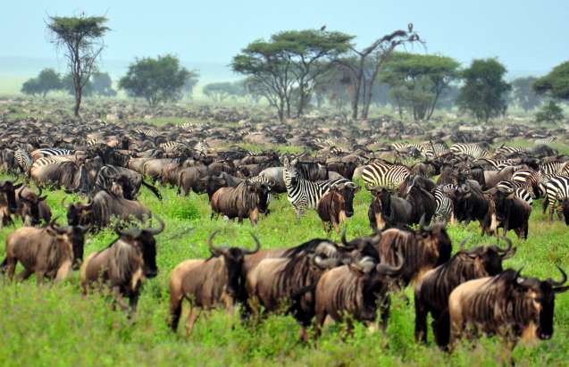 Serengeti safari Tanzania great migration