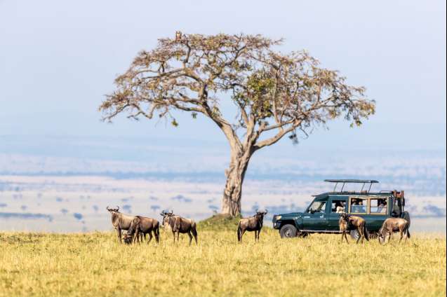 Wildebeest migration safari Kenya