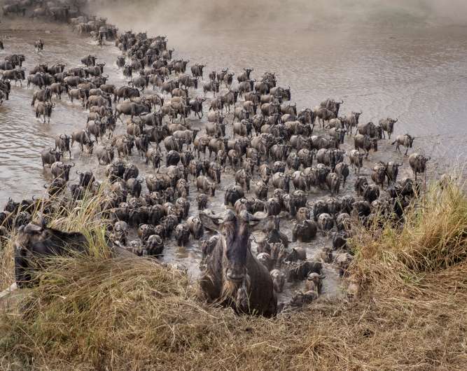 Wildebeest migration safari mara river crossing kenya