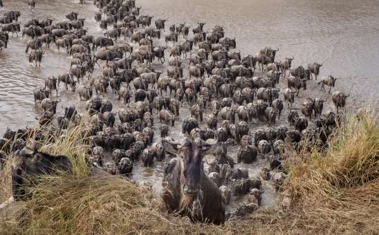 Inside Tips for the Best Great Migration Safari This Year