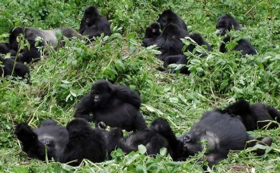 Gorilla Snacking Songs: Humming in the Jungle