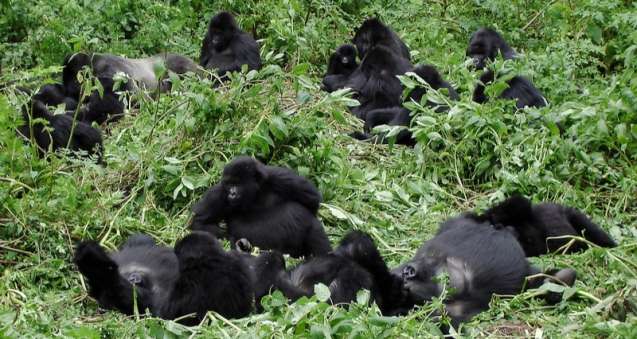 African gorilla group