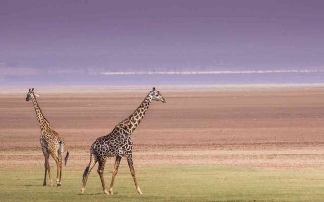 Lake Manyara Tanzania safari