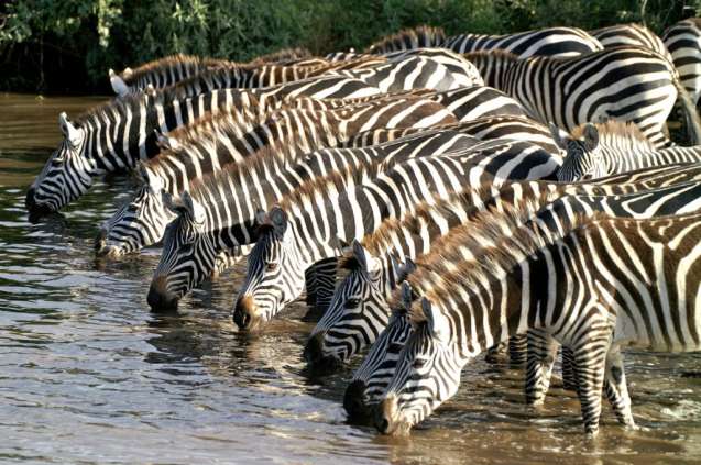 Mikumi National Park