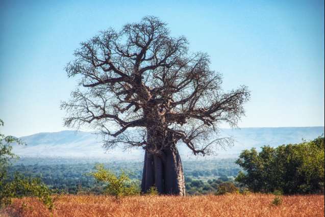Ruaha National Park Tanzania