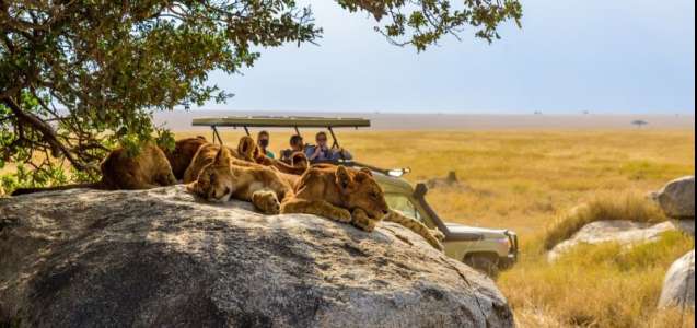 Serengeti budget safari