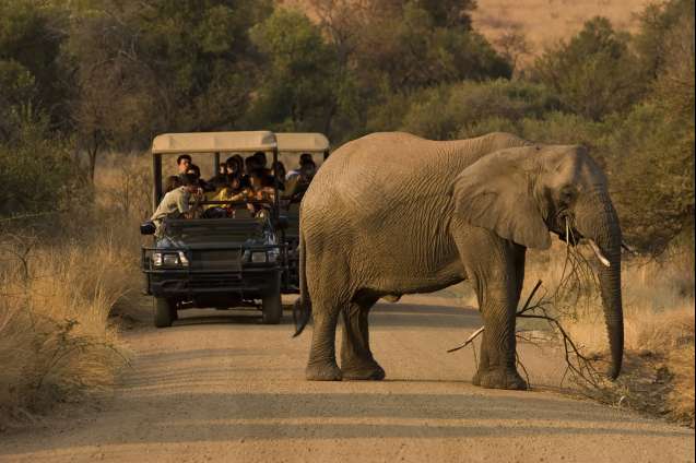Pilanesberg group safari