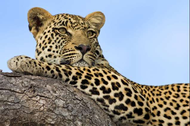 Sabi sands leopard
