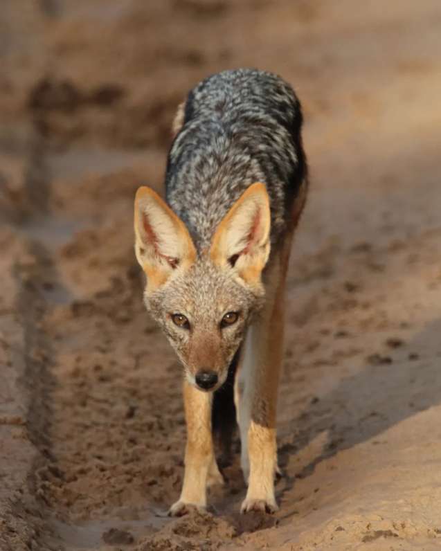 Black-backed Jackal in Savuti, Botswana