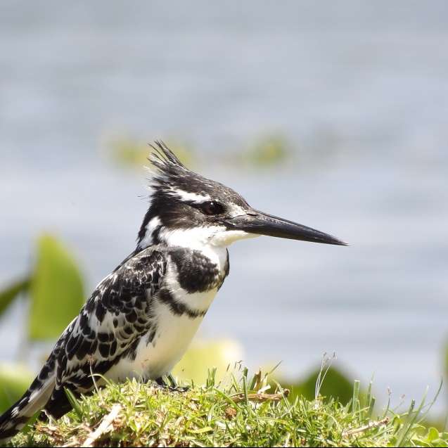 Kingfisher at Lake Naivasha, Kenya