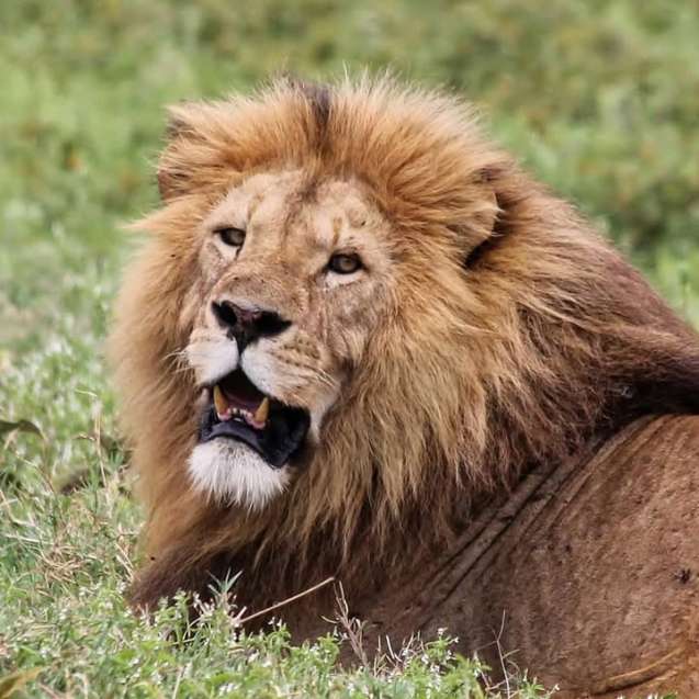 Lion in Ngorongoro Crater, Tanzania