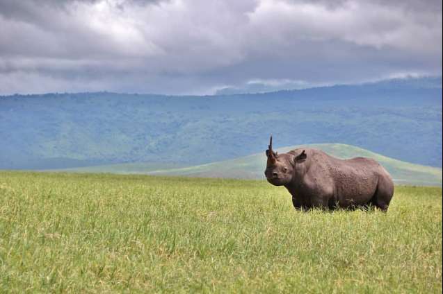 Ngorongoro Conservation Area rhino