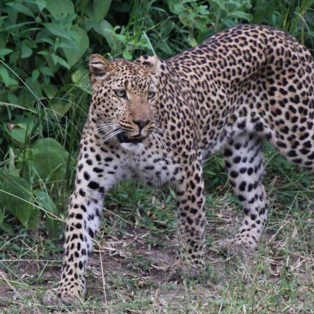 South Luangwa Zambia