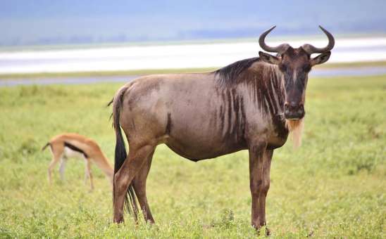 How to Save 10% or More on Your Next African Safari