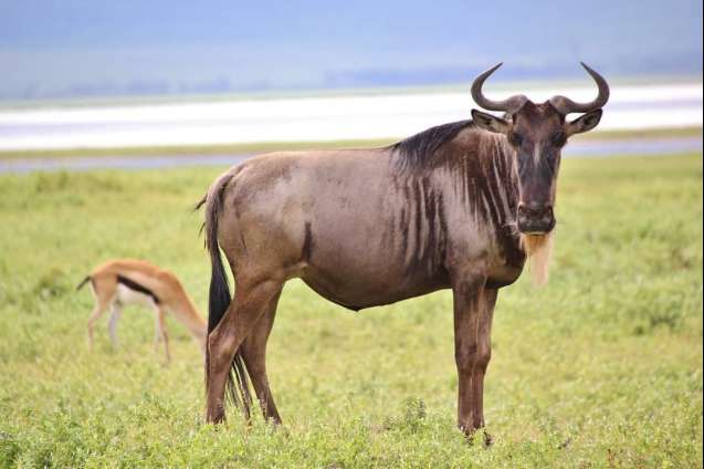 Ngorongoro Crater Wildebeest, Tanzania