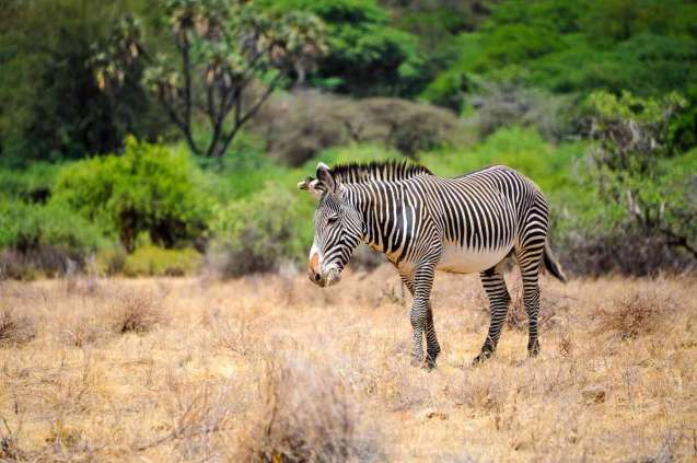 Samburu national park grevys zebra