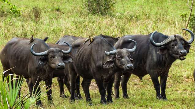 Buffalos and ox peckers Tsavo National Park