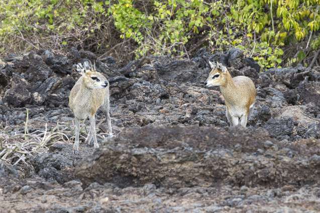 Kirks dik dik tsavo