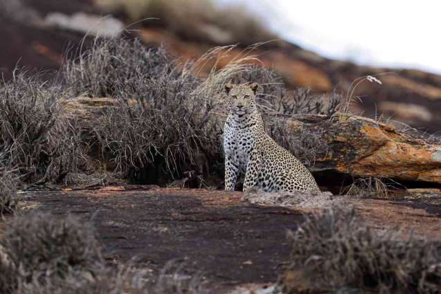 Tsavo cheetah