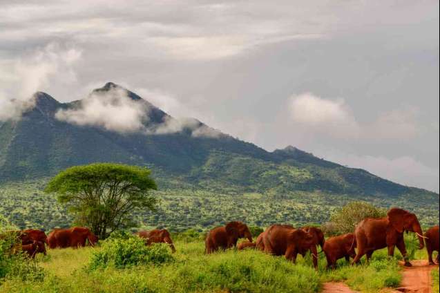 Tsavo elephants