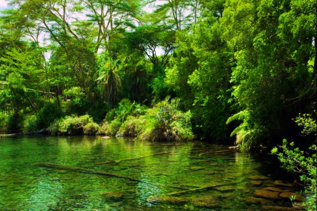 Tsavo west mzima springs