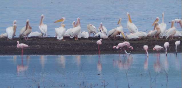 Lake Nakuru