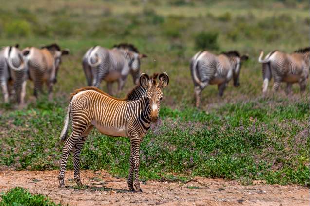 Grevys zebra Kenya