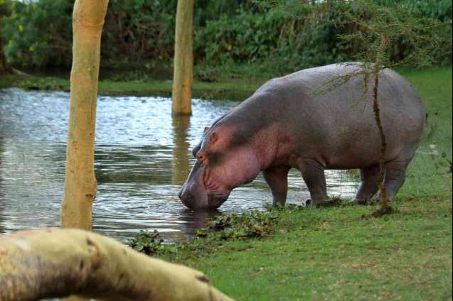 Lake nakuru hippo