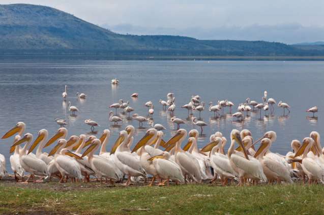Lake nakuru safari from nairobi