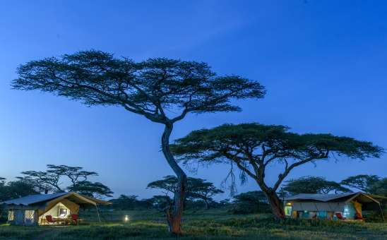 Discover the Best Budget Safari Lodges in Kenya & Tanzania for 2026