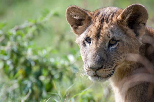 Lake Nakuru lion cub