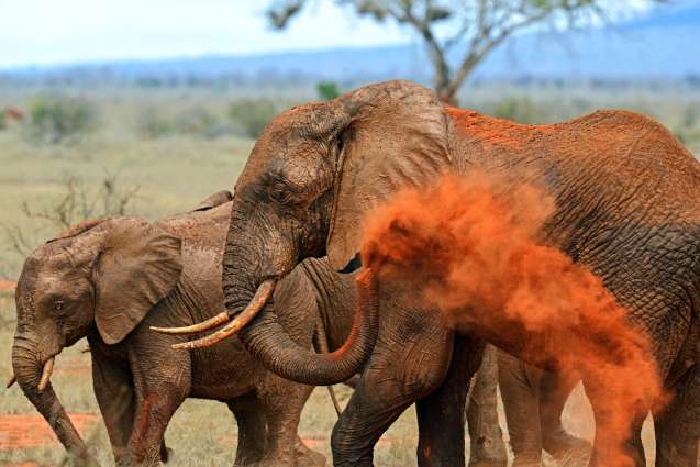 Tsavo Big 5 safari