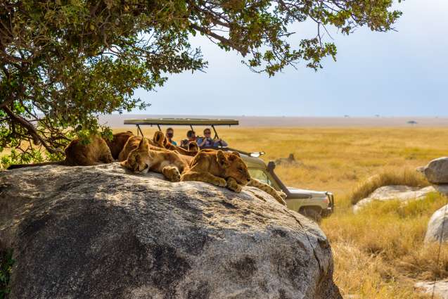 Big 5 safari serengeti