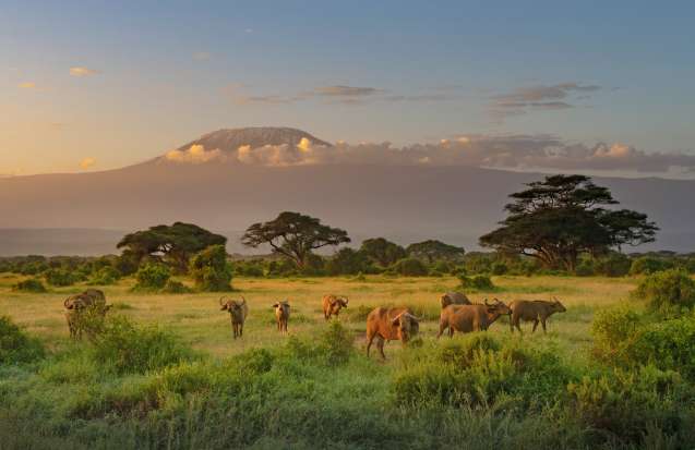 Kilimanjaro from Amboseli