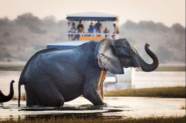 Elephants in Chobe